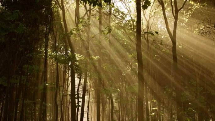 斑驳的阳光透过错综复杂的树枝照在森林的地面上
