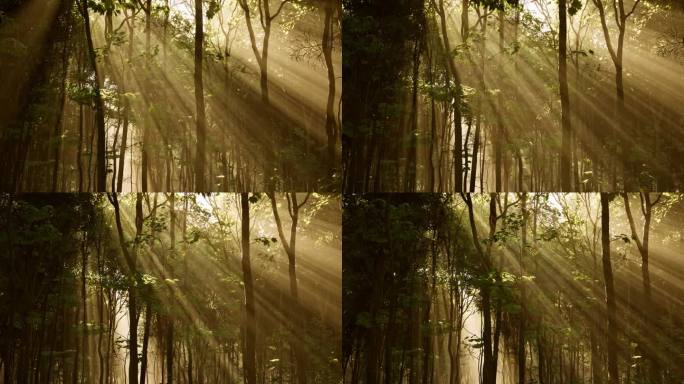斑驳的阳光透过错综复杂的树枝照在森林的地面上