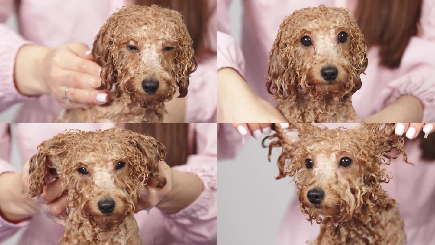 狗美容沙龙。美容师在泡沫中给一只金色的小狮子狗洗澡。专业的动物护理。在宠物沙龙做水疗和放松。