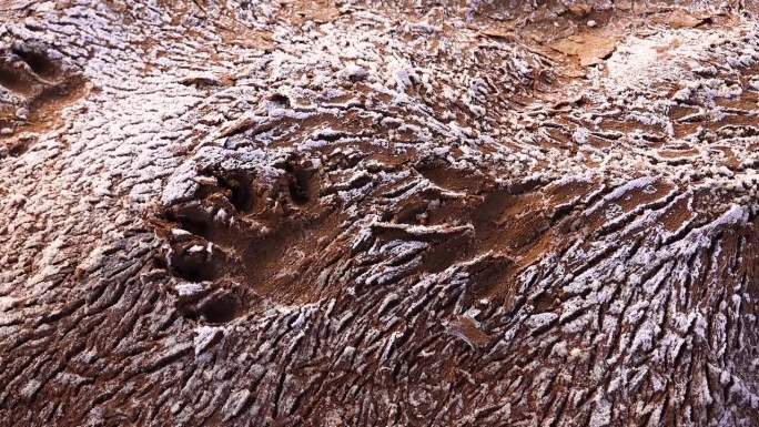 在美国新墨西哥州沙漠中干涸的河床上，一种野生动物的痕迹出现在带有白色盐的红粘土上