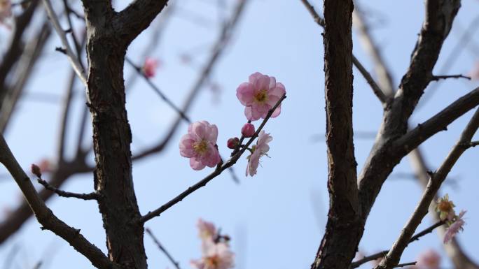 梅园、梅花、梅树