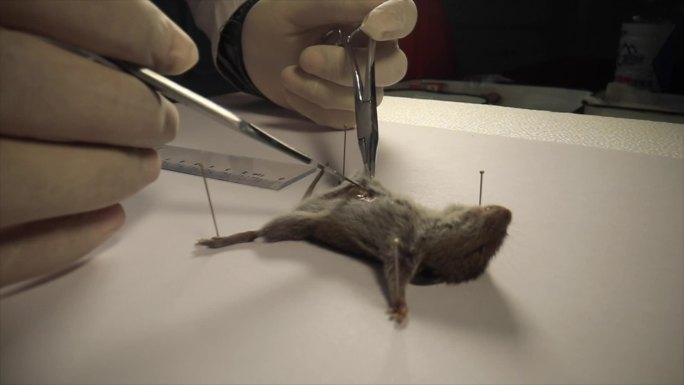 老鼠解剖实验