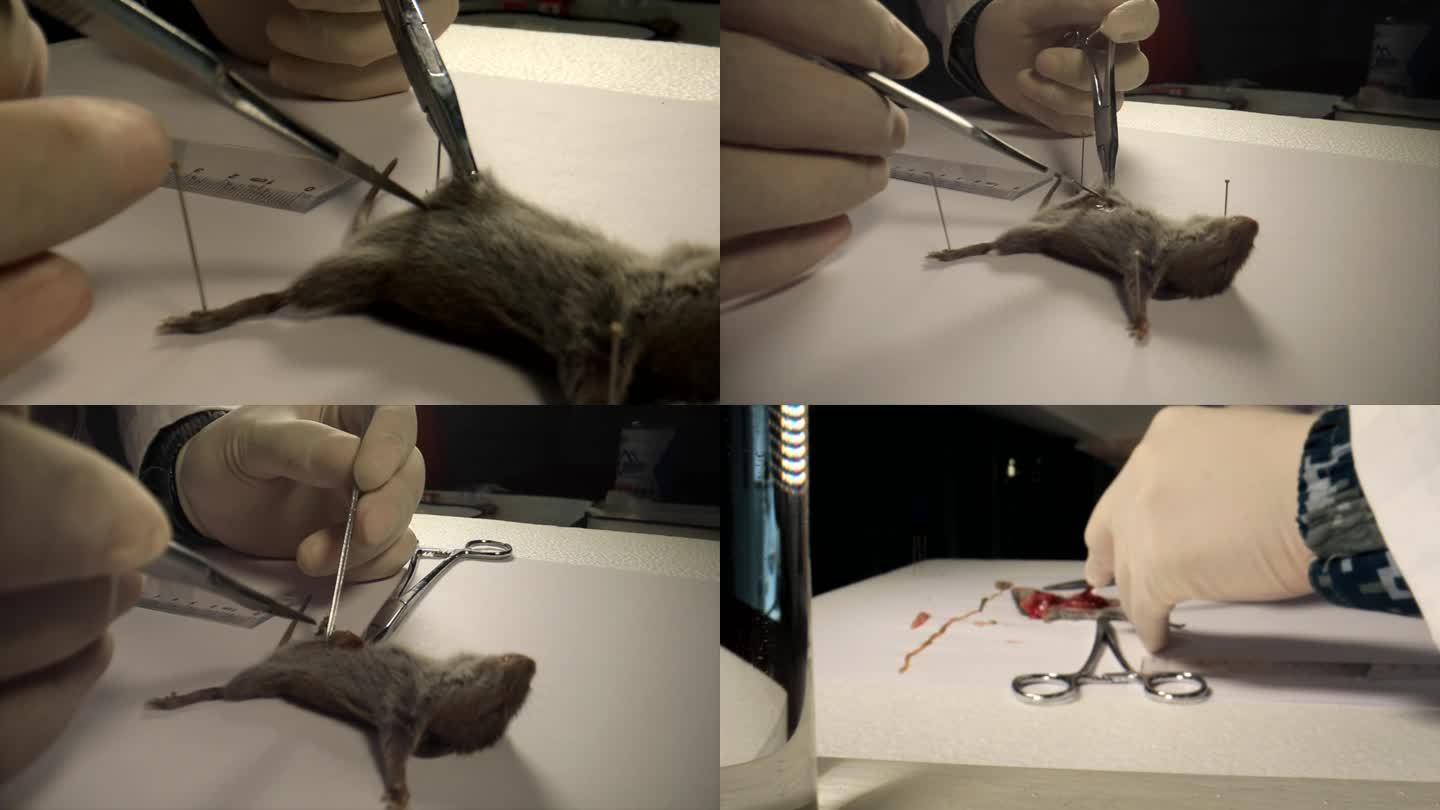 老鼠解剖实验