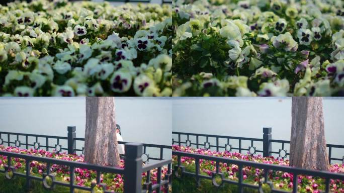 春天秋天微风吹动花朵游客观赏花公园三色堇