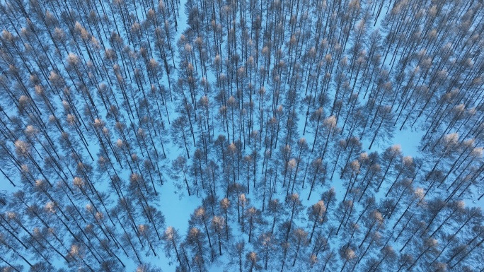 大兴安岭自然风光俯拍雪地松林红树头