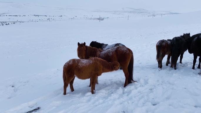 呼伦贝尔大雪原 吃奶的马驹