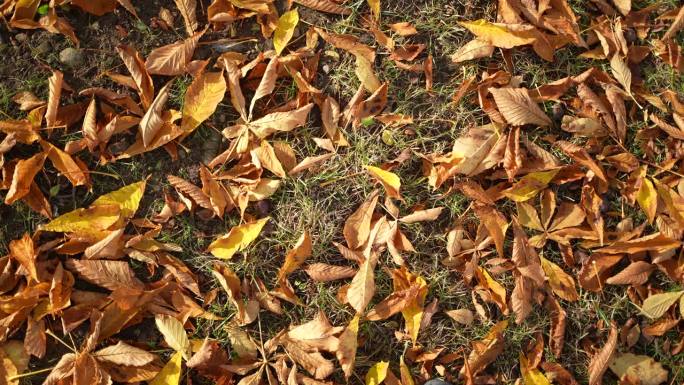 秋天的时候，公园的草地上铺着许多桔黄色的叶子