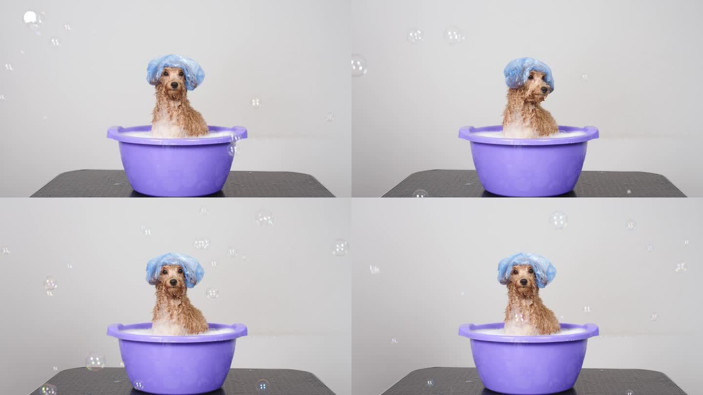 有趣的友好的狗洗澡用泡沫浴帽在浅色背景。宠物护理和卫生理念。