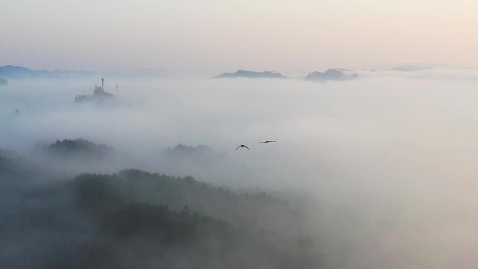 翱翔天空的白鹭