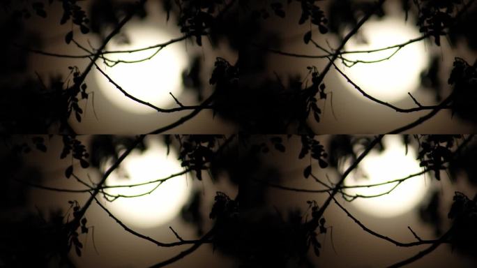 漆黑之夜的满月。