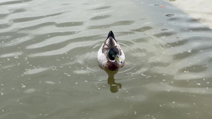 4K原创 水中游弋的鸭子