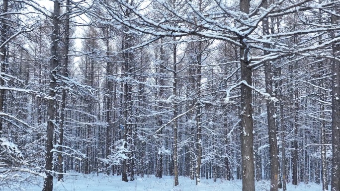 大兴安岭冬季自然风光升格拍摄松林雪景树挂