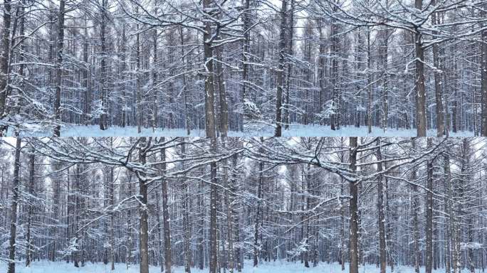 大兴安岭冬季自然风光升格拍摄松林雪景树挂