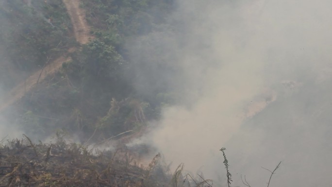 山火炼山森林火灾森林防火防火带森林火警