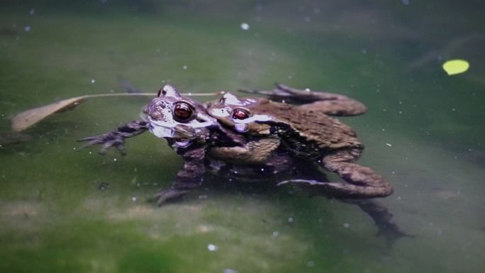 青蛙交配动物世界生命繁殖-癞蛤蟆正在交配