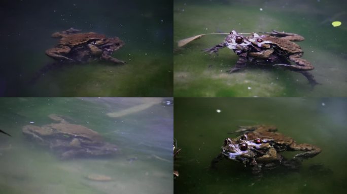 青蛙交配动物世界生命繁殖-癞蛤蟆正在交配