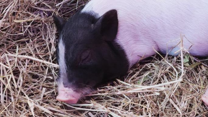 一只可爱的小矮猪在一堆干草上打盹