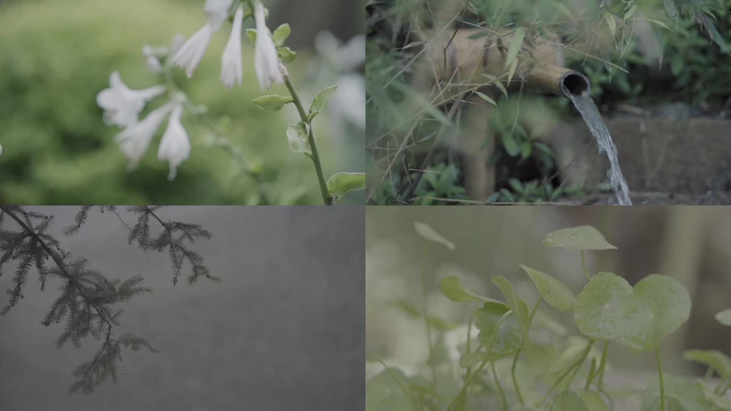 雨中小景