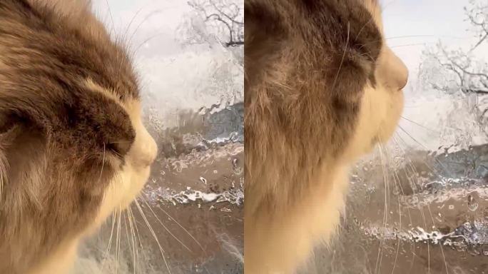 调皮的布偶猫在舔窗户上的蒸汽水