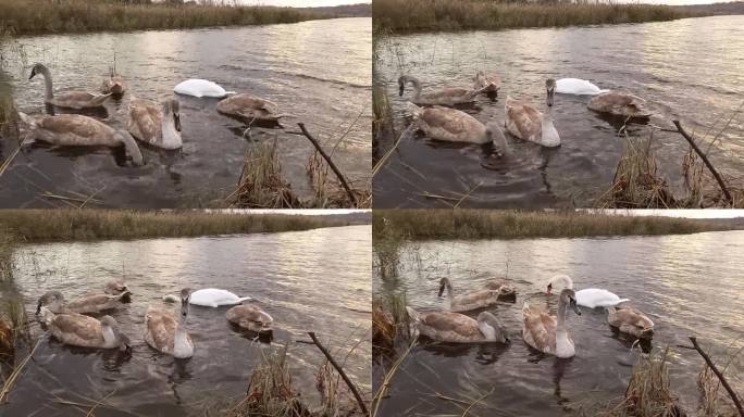带着小鸡的白天鹅。迁徙的水禽疣雀天鹅(Cygnus olor)带着小天鹅在河边游来游去寻找食物。秋天