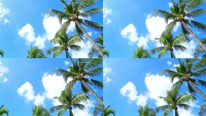 海南三亚蓝天白云下随风摇曳的椰子树