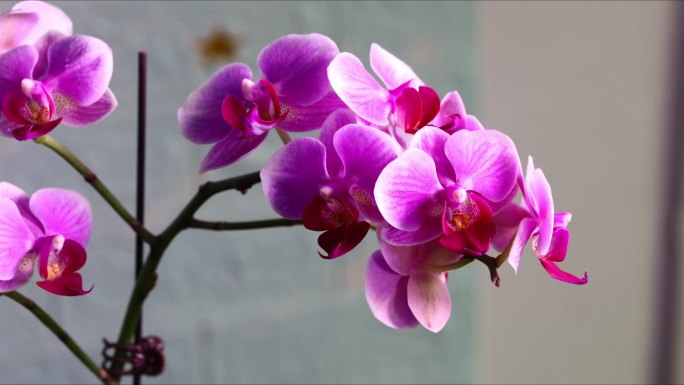 蝴蝶兰 花朵 叶 植株