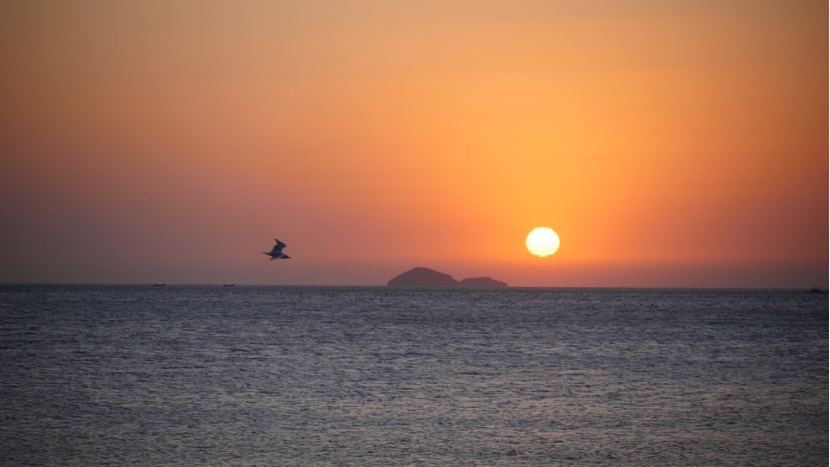 高清海边日落、海鸥飞过