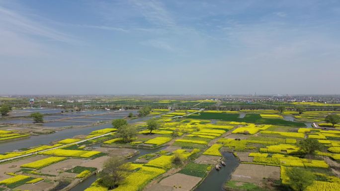 泰州乡村油菜花