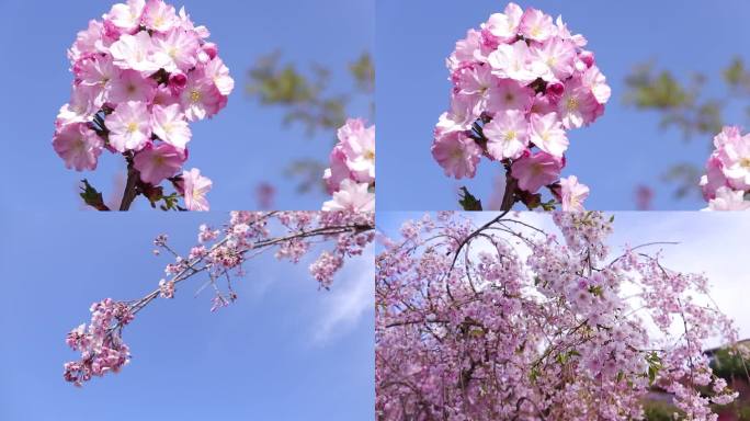 粉色樱花实拍视频