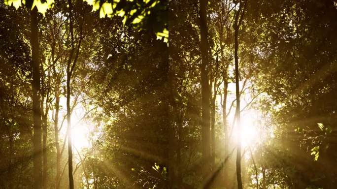 当阳光优雅地穿透枝繁叶茂的树冠时，森林变得活跃起来
