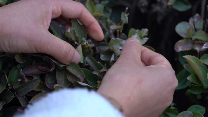 有机茶叶防虫管理生物防治茶尺蠖