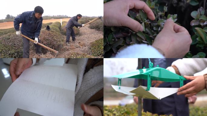 有机茶叶防虫管理生物防治茶尺蠖