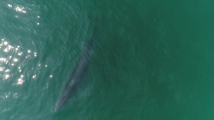 北海 航拍 4K 布氏鲸鱼 大海 涠洲