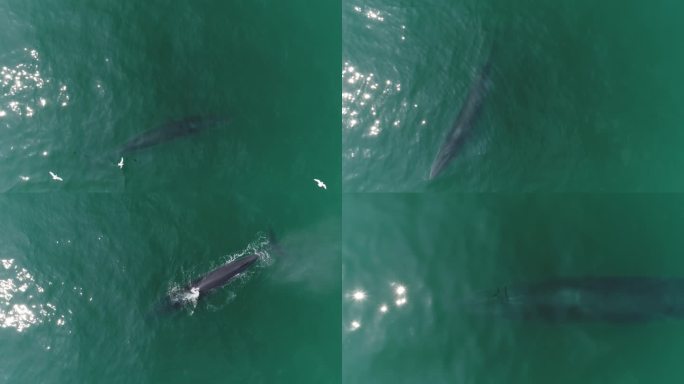 北海 航拍 4K 布氏鲸鱼 大海 涠洲