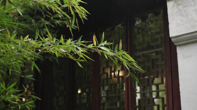 沧浪亭 雨 竹子 腊梅 园林 雨天 氛围