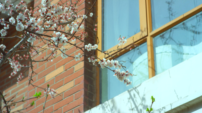 别墅小区庭院窗外春天花开花落