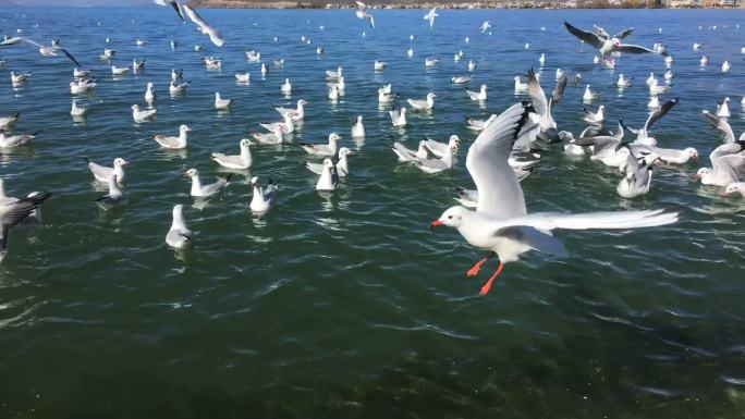 云南大理洱海的海鸥成群结队慢镜头