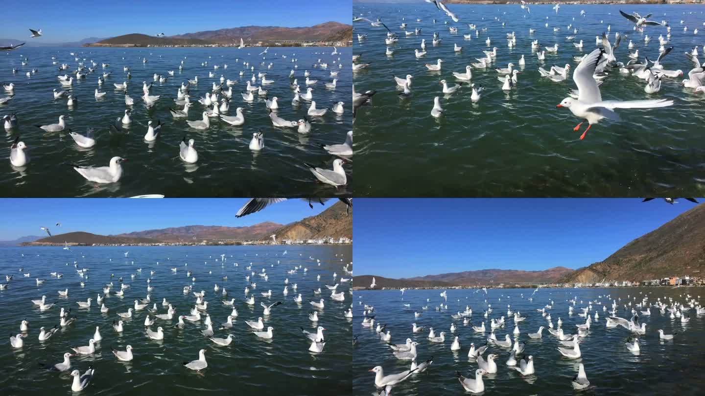 云南大理洱海的海鸥成群结队慢镜头