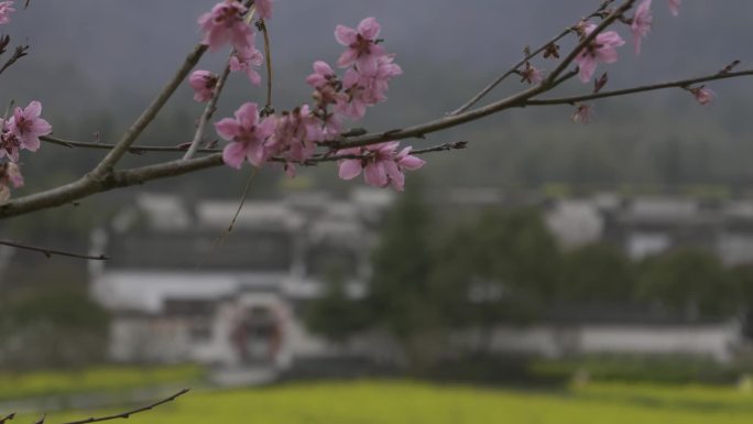 黄山市 西递古镇 黄花菜地游客照相