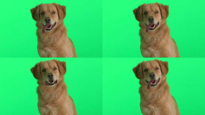 一只好奇的拉布拉多猎犬坐在绿色的背景上，四处张望，喘着气