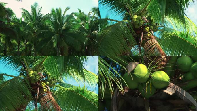 椰林椰果