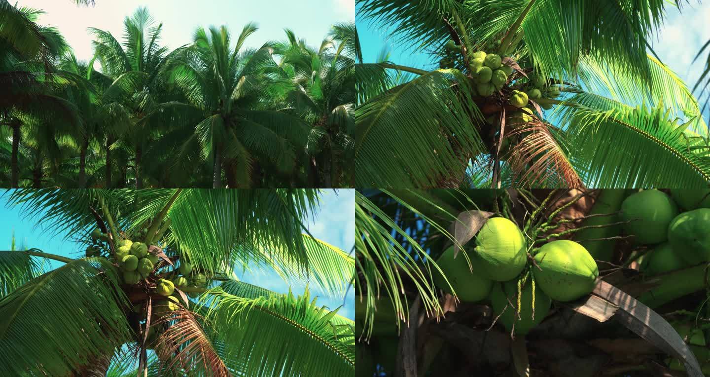 椰林椰果
