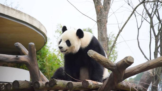 国宝熊猫树杈上玩耍