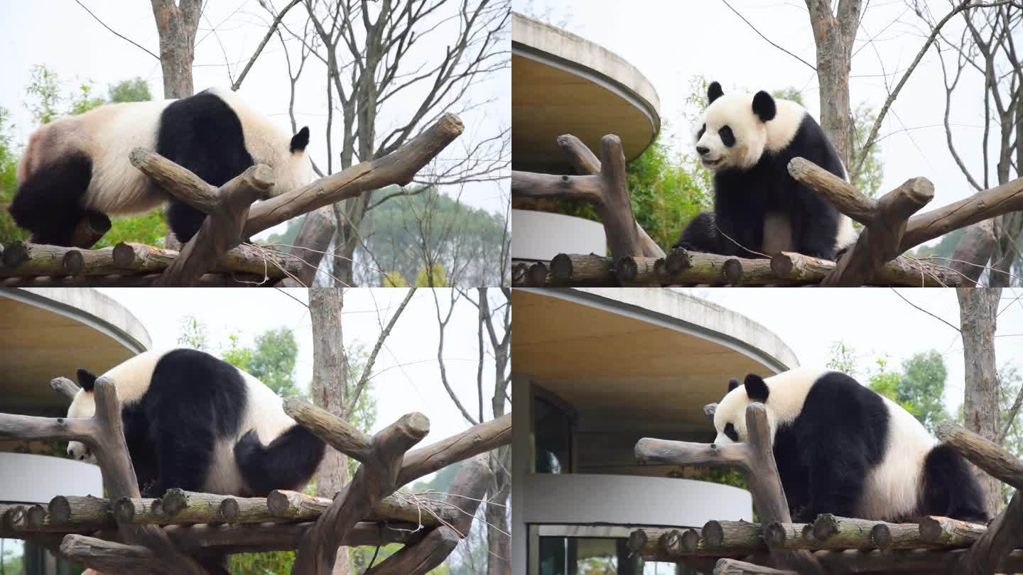 国宝熊猫树杈上玩耍