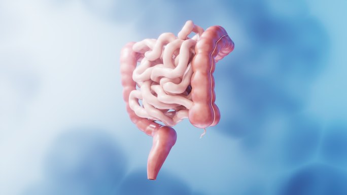 内脏器官肠道生物科技概念动画3D渲染
