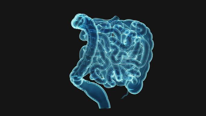 内脏器官肠道全息影像循环动画3D渲染