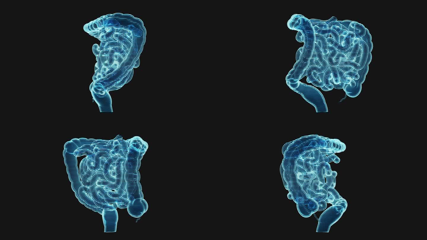 内脏器官肠道全息影像循环动画3D渲染