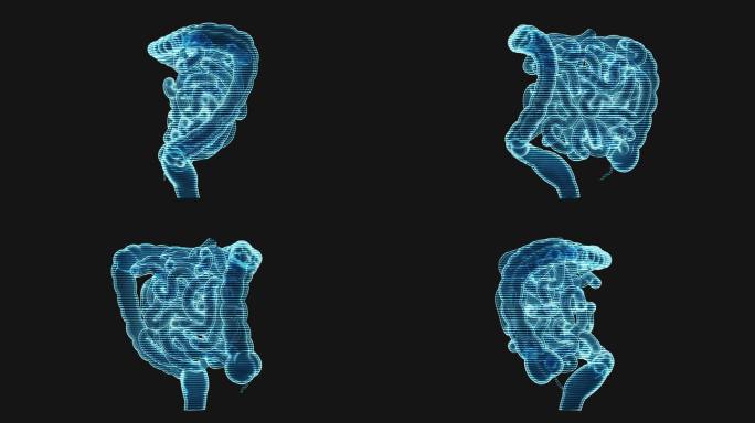 内脏器官肠道全息影像循环动画3D渲染