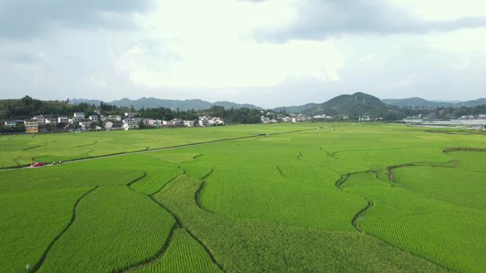 水稻基地