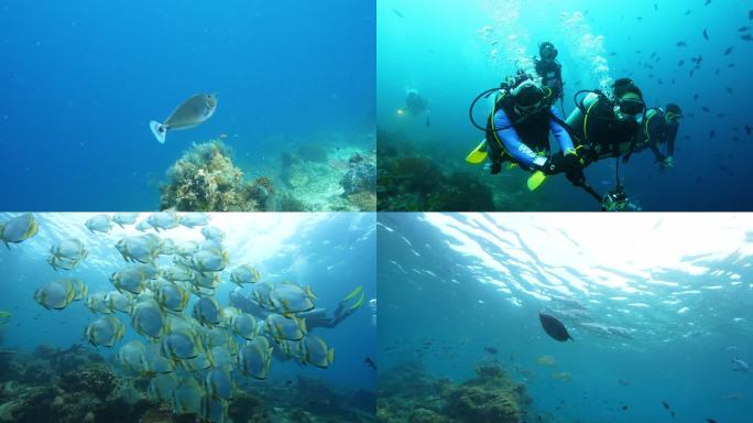海底世界水下鲨鱼鱼群实拍海底潜水拍摄4k